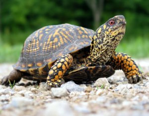 turtle_article